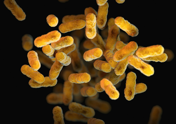 The gut-skin connection
